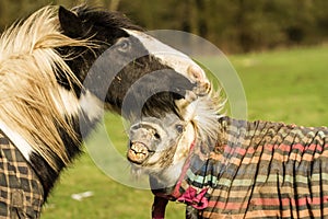 Two horses playing in coats