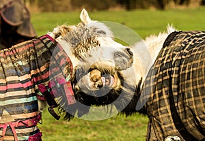 Two horses playing in coats