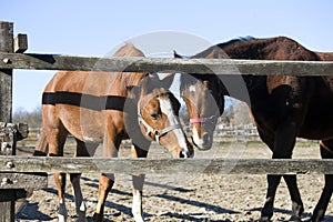 Two horses playing in the corral on a sunny day