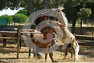 Two horses playing and fighting in a paddock