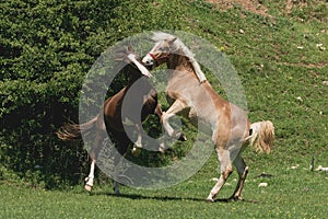 Two horses playing in nature