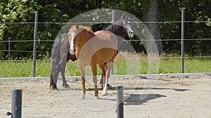 two horses playing at paddock
