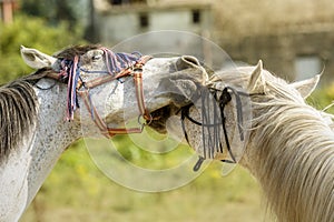 Two horses playing with their bridles