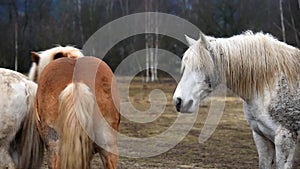 Two horses are playing together.