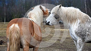 Two horses are playing together.