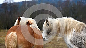 Two horses are playing together.