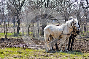 Two horses and plow in spring countryside garden