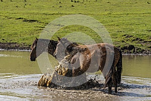 Two Horses in Pond