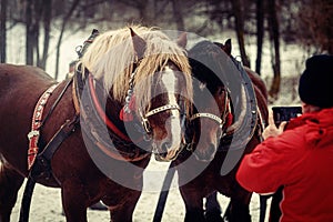 Two horses posing to photographer.