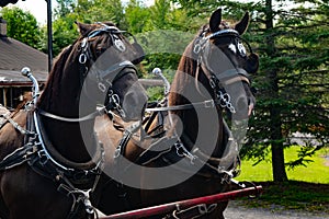 Two Horses Pulling a Horse-Drawn Carriage