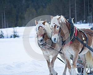Two horses pulling sledge in winter