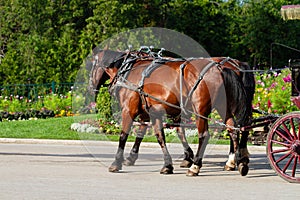 Two Horses Pulling Wagon Down Street