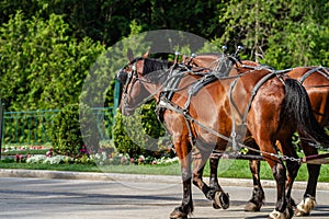 Two Horses Pulling Wagon Down Street