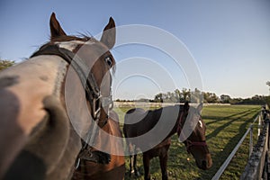 Two horses on the ranch