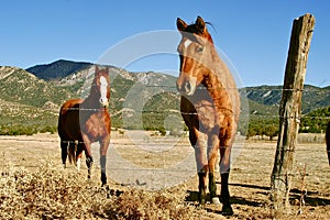 Two horses on ranch