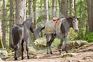 Two horses on the Road to Taktsang Monastery