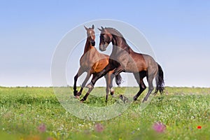 Two horses run