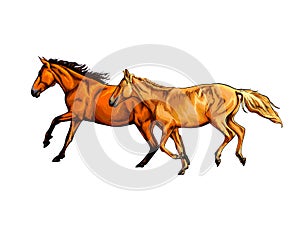 Two horses run gallop from a splash of watercolor, hand drawn sketch