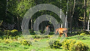 Two horses run in the wood