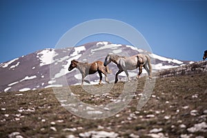 Two horses running in the field