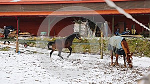 Two horses are running on the meadow