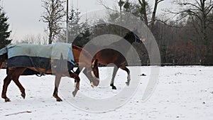 Two horses are running on the meadow