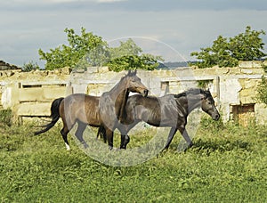 Two horses running near the white wooden fence