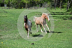 Two Horses Running