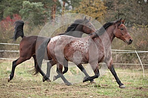 Two horses running on pasturage