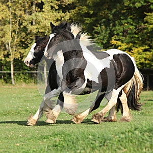 Two horses running on pasturage
