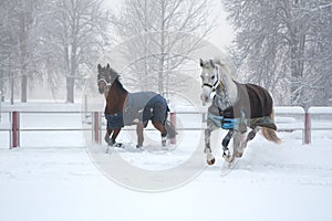 Two horses running on snow misty morning