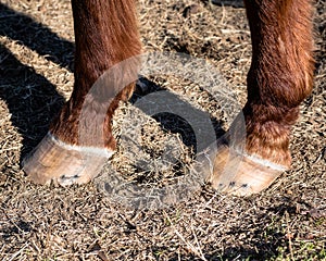 Two horses`s hooves close up