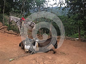 Two Horses with saddles on a dirt road in the jungle