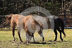 Two horses shaking off dirt after rolling in pasture