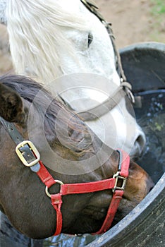 Two horses share a drink