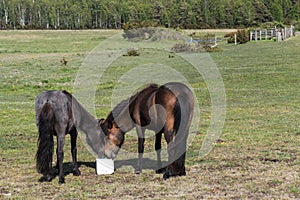 Two horses sharing a mineral block in a green landscape