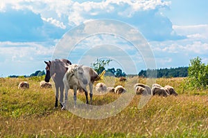 Two horses and sheep grazing on the meadow