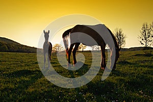 Two horses silhouettes at sunset