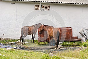 Two horses and a small carriage at the backside of a house.