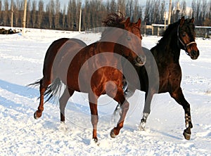 Two horses on snow