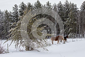 Two horses in a snow covered pasture