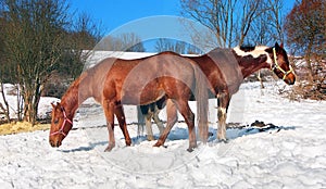 Dva koně na zasněžené louce v zimě