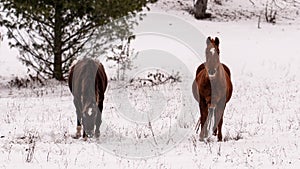 Two horses in a snowy park