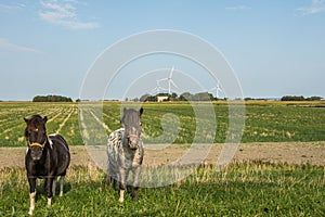 Two Horses Standing on a Green  Meadow in Rural Landscape, Nordstrand, North Frisia, Germany