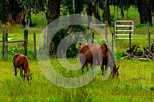 Two horses standing in a lush green grassy field, in a tranquil rural setting