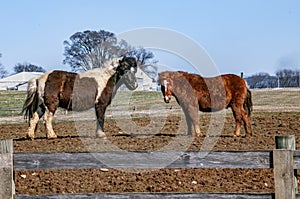 Two horses standing next to each other in a field. One is brown and white the other is brown