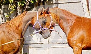 Two horses standing next to each other