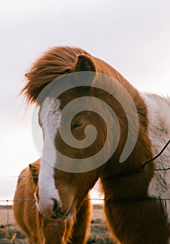 two horses standing next to each other behind barbed wire fence