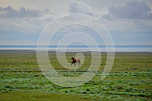 Two horses in the steppe near Lake Elton