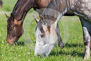 Two horses in summer pasture.